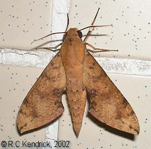 Resting Cechenena aegrota, Hong Kong, China. Photo: © Roger Kendrick