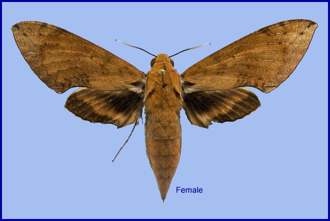 Female Cechenena aegrota. Photo: © NHMUK