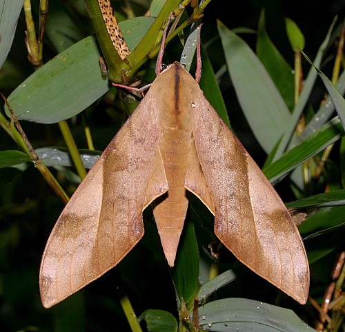 Male Clanis bilineata bilineata, Jiucai Ling, Guizhou, China. Photo: © Viktor Sinjaev