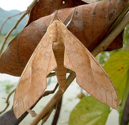 Male Clanis bilineata bilineata, Mai Chau, Hoa Binh Province, Vietnam, 30.iv.2011.. Photo: © Tony Pittaway.