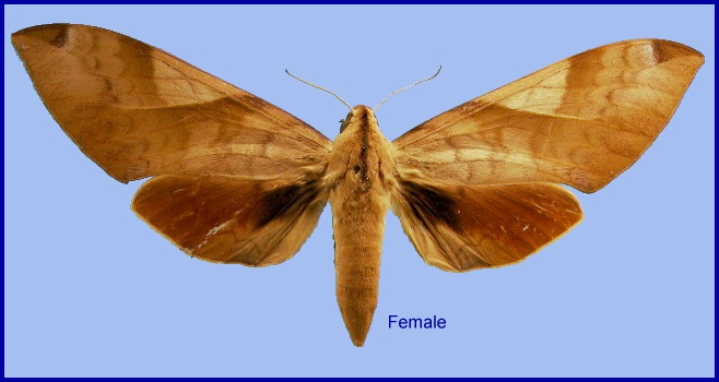 Female Clanis bilineata bilineata. Photo: © NHMUK