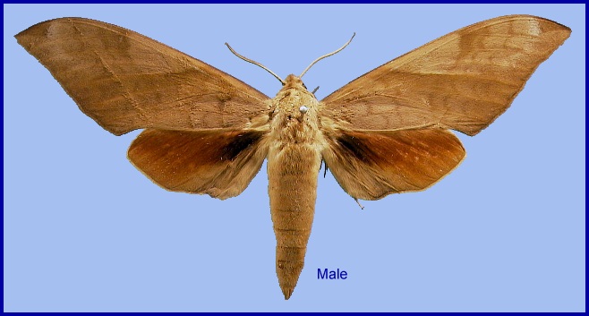 Male Clanis bilineata bilineata. Photo: © NHMUK