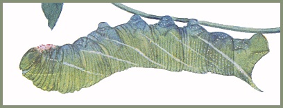 Full-grown green form larva of Clanis bilineata bilineata. Image: Mell, 1922b