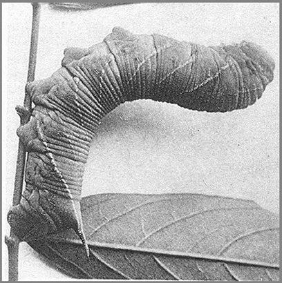 Full-grown larva of Clanis bilineata bilineata. Photo: Mell, 1922b