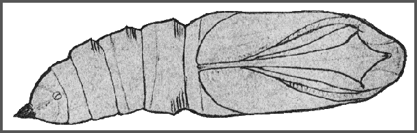 Pupa of Clanis bilineata bilineata. Image: Mell, 1922b