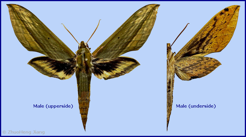 Male Cechetra bryki, Jingdong Yi Autonomous County, Yunnan, China. Photo: © ZhuoHeng Jiang.