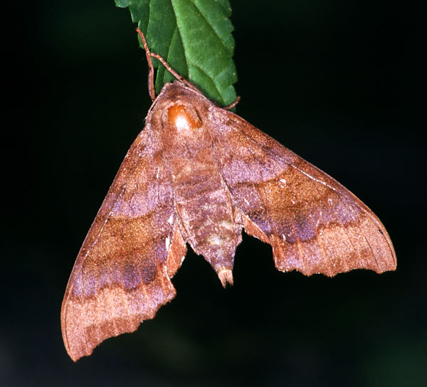 Female Cypoides chinensis, Taiwan. Photo: © Felix Lin.