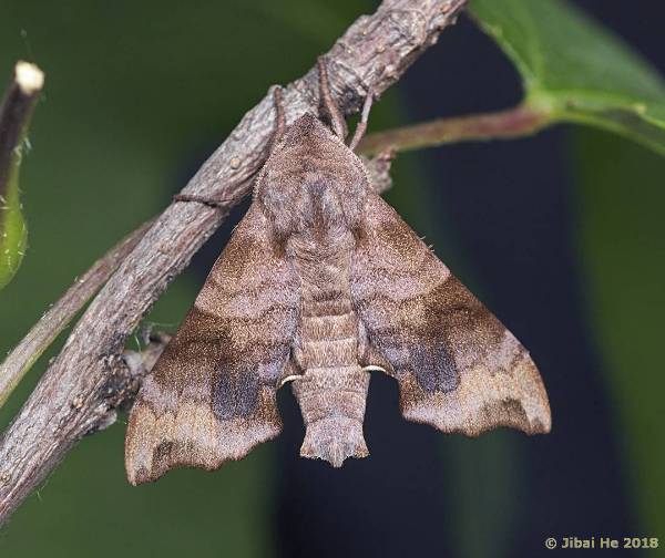 Male Cypoides chinensis, Wuhan, Hubei, China. Photo: © He JiBai, 2018.