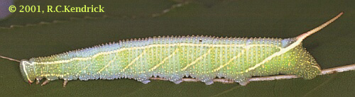 Full-grown larva of Cypoides chinensis, Hong Kong, China. Photo: © Roger Kendrick.