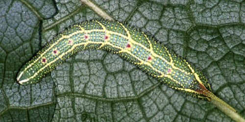 Full-grown larva of Cypoides chinensis (dorsal view), Taiwan. Photo: © Felix Lin.