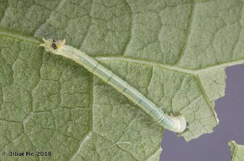 First instar larva of Cypoides chinensis, Wuhan, Hubei, China. Photo: © He JiBai, 2018.