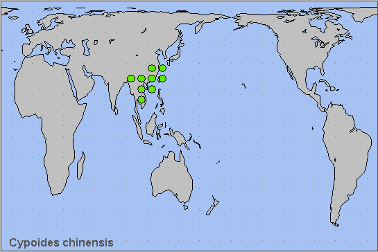 Global distribution of Cypoides chinensis. Map: © NHMUK.