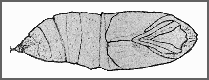Pupa of Cypoides chinensis. Image: Mell, 1922b