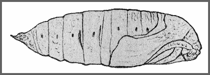 Pupa of Cypoides chinensis. Image: Mell, 1922b