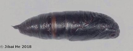 Pupa of Cypoides chinensis, Wuhan, Hubei, China. Photo: © He JiBai, 2018.