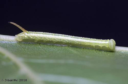 Second instar larva of Cypoides chinensis, Wuhan, Hubei, China. Photo: © He JiBai, 2018.