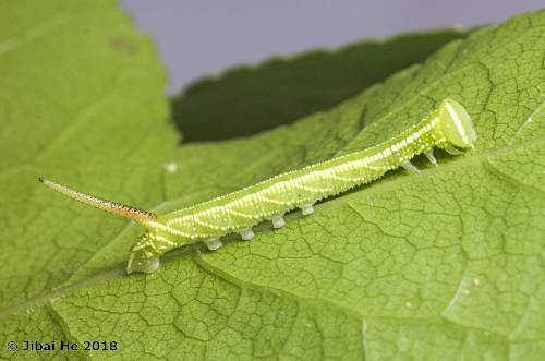 Third instar larva of Cypoides chinensis, Wuhan, Hubei, China. Photo: © He JiBai, 2018.