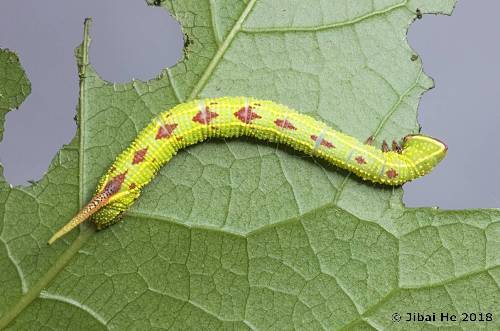 Fourth instar larva of Cypoides chinensis, Wuhan, Hubei, China. Photo: © He JiBai, 2018.