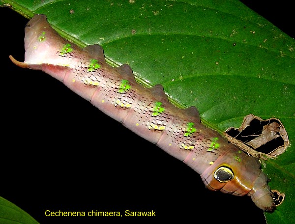 Larva of Cechenena chimaera, Bintulu Div., Sarawak, Malaysia. Photo: © Leong Tzi Ming