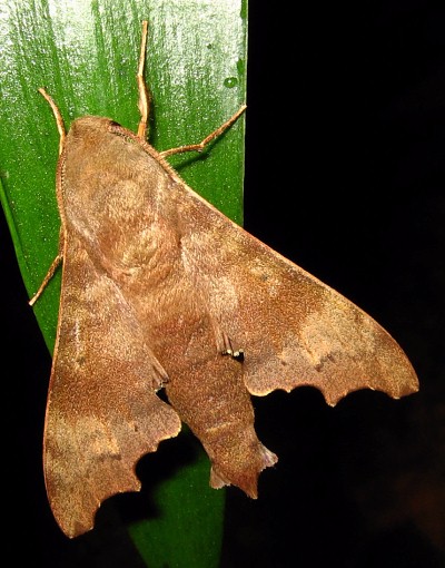 Adult of Cypa decolor decolor, Bintulu Div., Sarawak, Malaysia. Photo: © Leong Tzi Ming