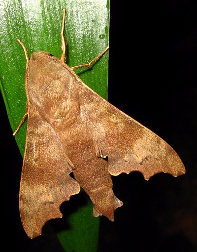 Male Cypa decolor decolor, Bintulu Div., Sarawak, Malaysia. Photo: © Leong Tzi Ming