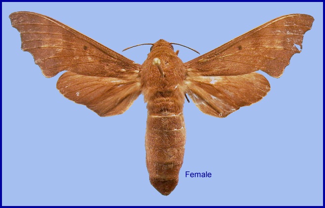 Female Cypa decolor decolor. Photo: © NHMUK