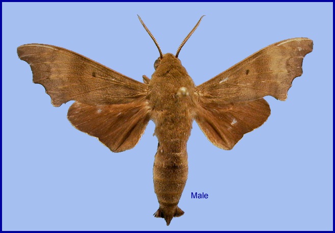 Female Cypa decolor decolor. Photo: © NHMUK