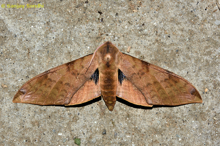 Male Clanis deucalion, Sarmoli, Munsiyari, Kumaon region, Uttarakhand, India, 22.v.2018. Photo: © Sanjay Sondhi