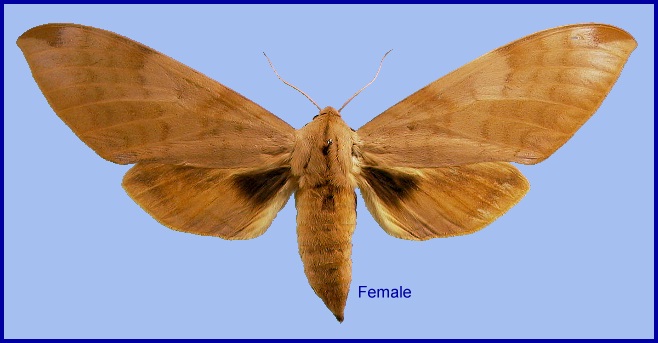 Female Clanis ducalion. Photo: © NHMUK