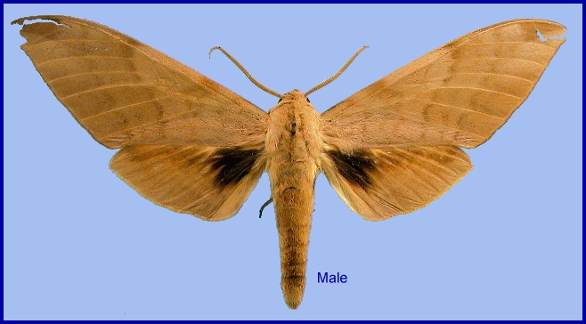 Male Clanis ducalion. Photo: © NHMUK