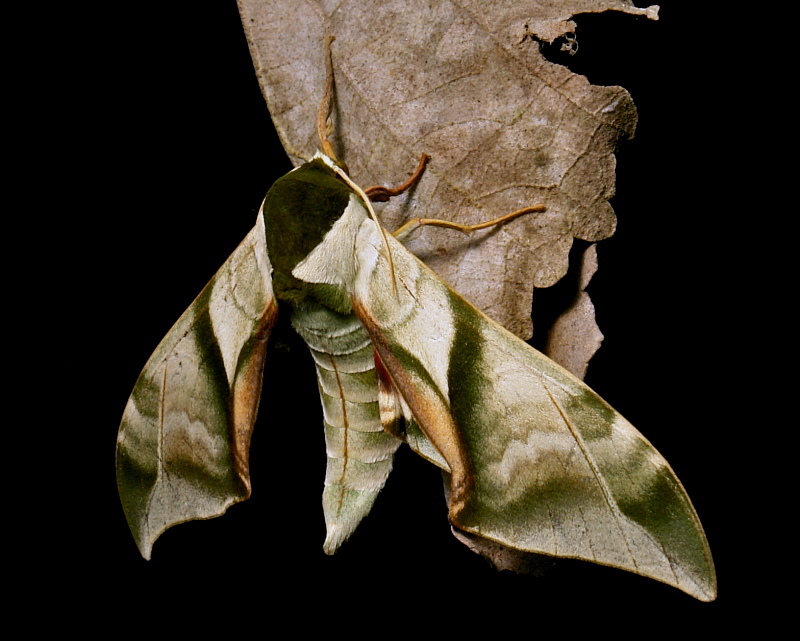 Male Callambulyx diehli, Simao/Pu'er, Yunnan, China, 5.iii.2013. Photo: © John Horstman.