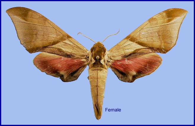 Female Callambulyx diehli. Photo: © NHMUK