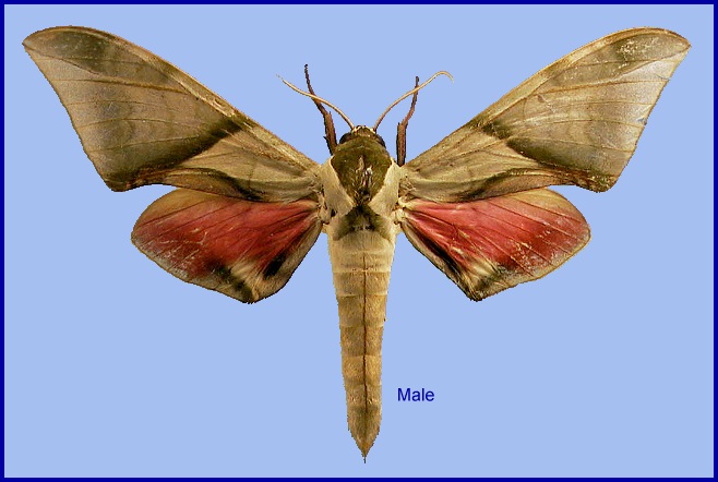 Male Callambulyx diehli. Photo: © NHMUK