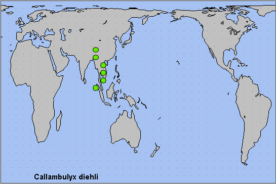 Global distribution of Callambulyx diehli. Map: © NHMUK.