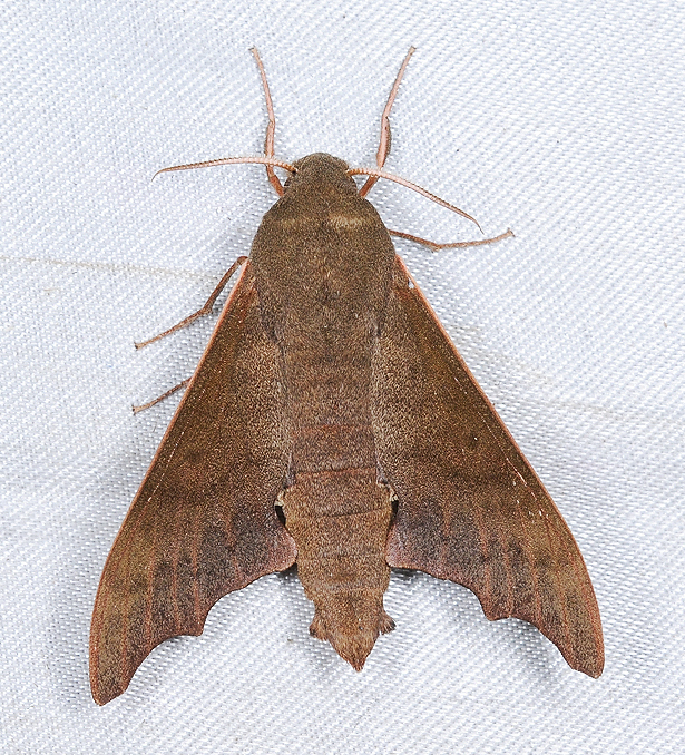 Male Cypa enodis, Renluen (1400m), Nantou Hsien, Taiwan. Photo: © Shipher Wu.