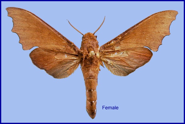 Female Cypa enodis. Photo: © NHMUK