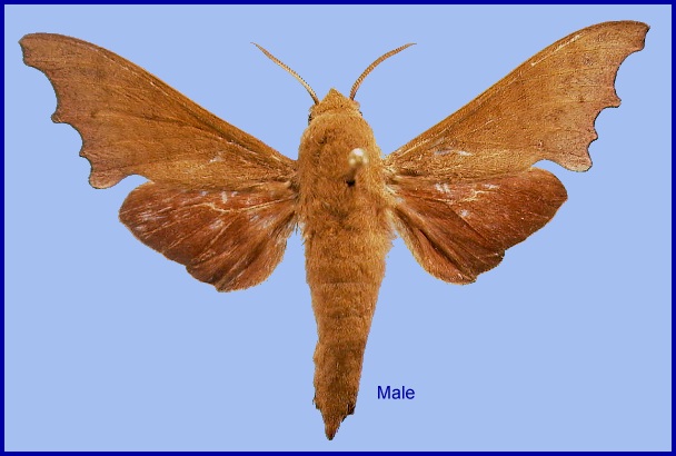 Male Cypa enodis. Photo: © NHMUK