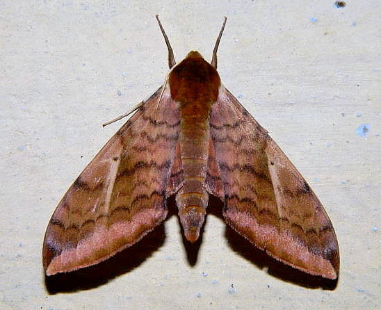 Adult Clanidopsis exusta, Kalatope Wildlife Sanctuary (near Dalhousie), Himachal Pradesh, India, 17.vii.2011. Photo: © Alok Mahendroo.