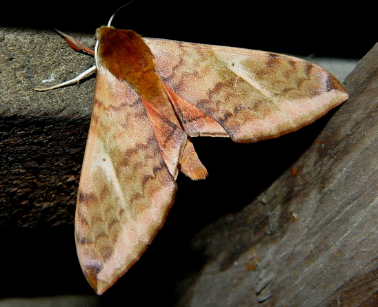 Adult Clanidopsis exusta, Kalatope Wildlife Sanctuary (near Dalhousie), Himachal Pradesh, India, 20.vi.2012. Photo: © Alok Mahendroo.