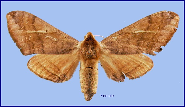 Female Clanidopsis exusta. Photo: © NHMUK