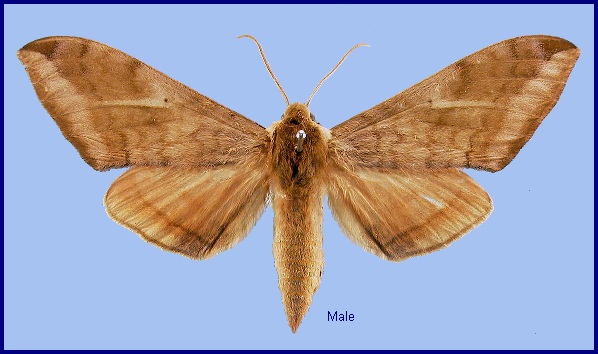 Male Clanidopsis exusta. Photo: © NHMUK