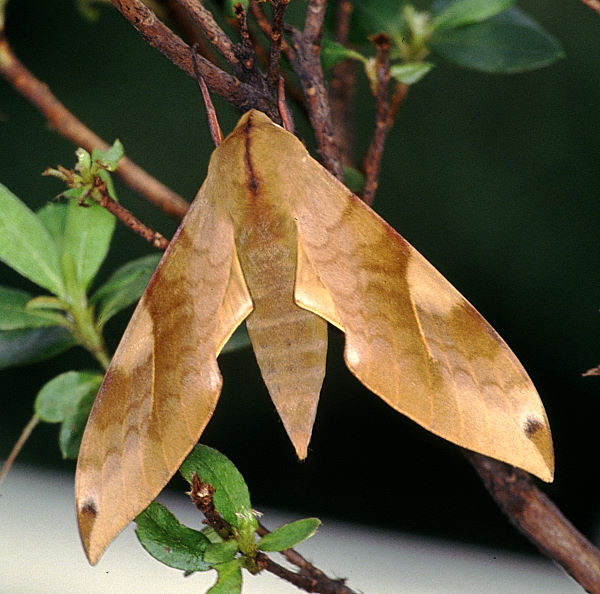 Resting Clanis bilineata formosana, Taiwan. Photo: © Felix Lin.