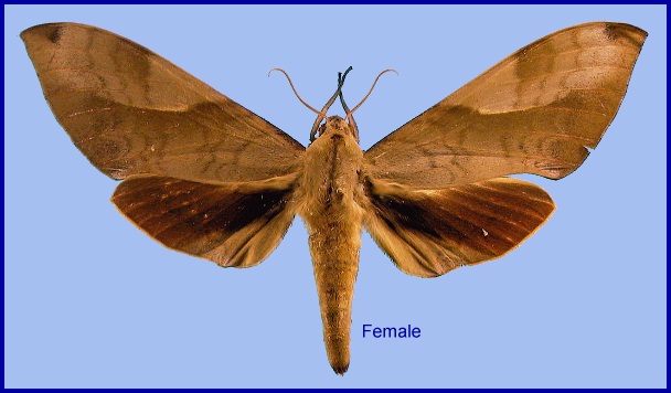 Female Clanis bilineata formosana. Photo: © NHMUK