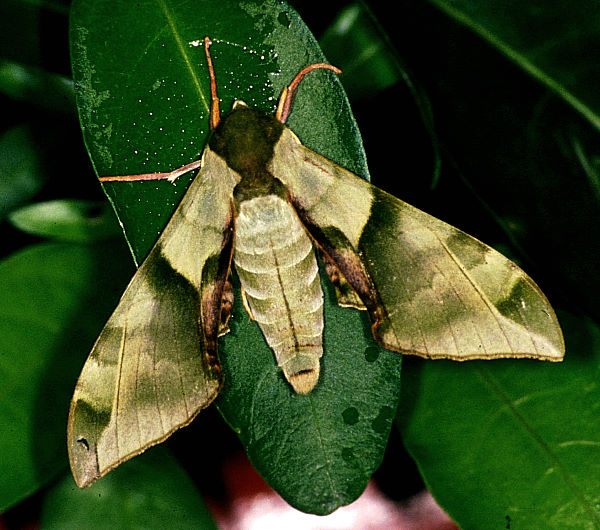 Resting male Callambulyx tatarinovii formosana, Taiwan. Photo: © Felix Lin.