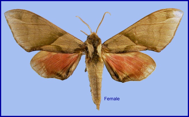 Female Callambulyx tatarinovii formosana. Photo: © NHMUK