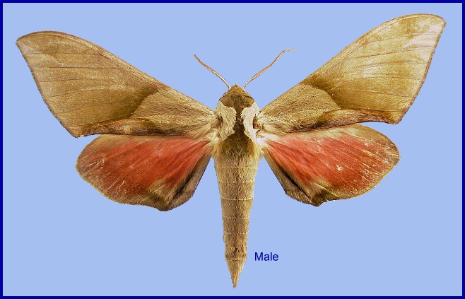 Male Callambulyx tatarinovii formosana. Photo: © NHMUK
