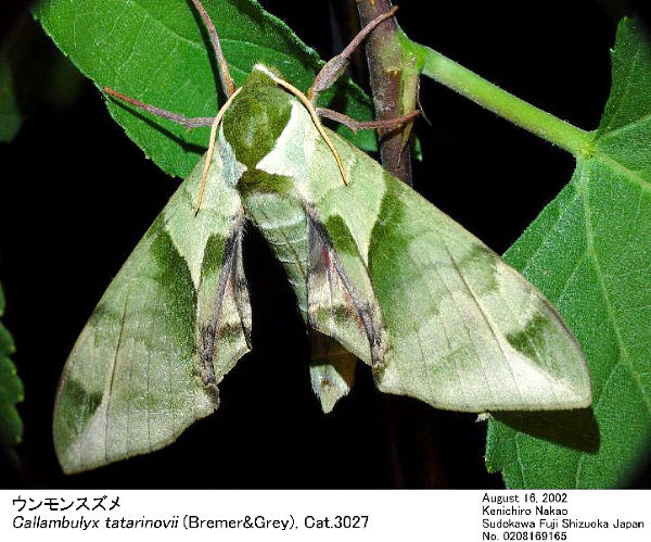 Disturbed male Callambulyx tatarinovii gabyae, Japan. Photo: © Kenichiro Nakao.