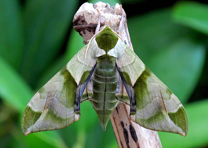 Sphingidae of the Eastern Palaearctic - Callambulyx tatarinovii gabyae