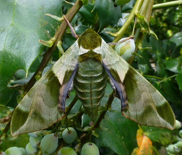 Female Callambulyx tatarinovii gabyae, Japan. Photo: © Tony Pittaway.