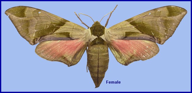 Female Callambulyx tatarinovii gabyae. Photo: © NHMUK
